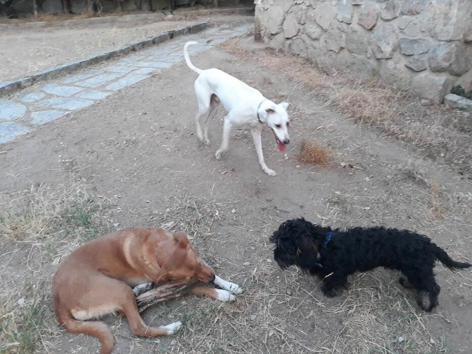 Images Residencia Canina San Bernardo