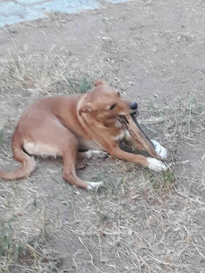Images Residencia Canina San Bernardo
