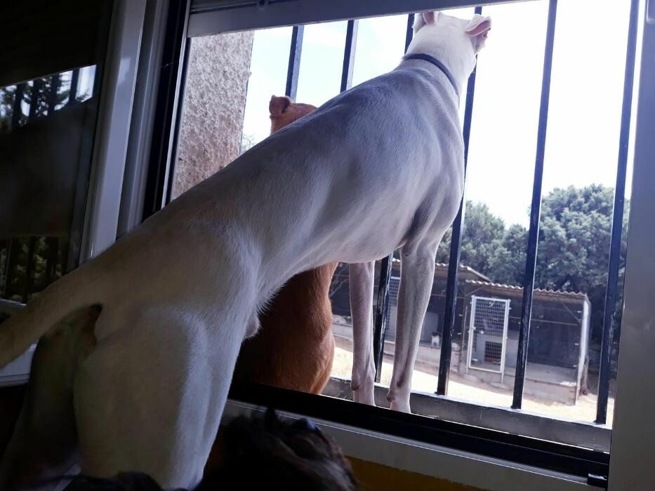Images Residencia Canina San Bernardo