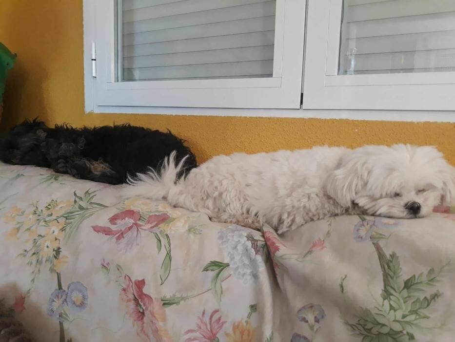 Images Residencia Canina San Bernardo