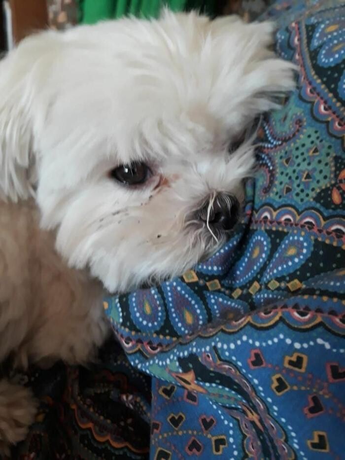 Images Residencia Canina San Bernardo