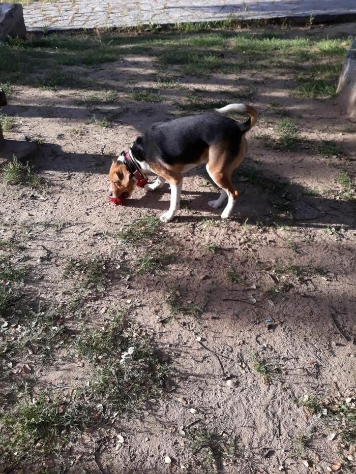 Images Residencia Canina San Bernardo