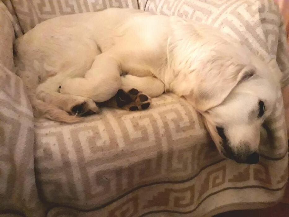 Images Residencia Canina San Bernardo