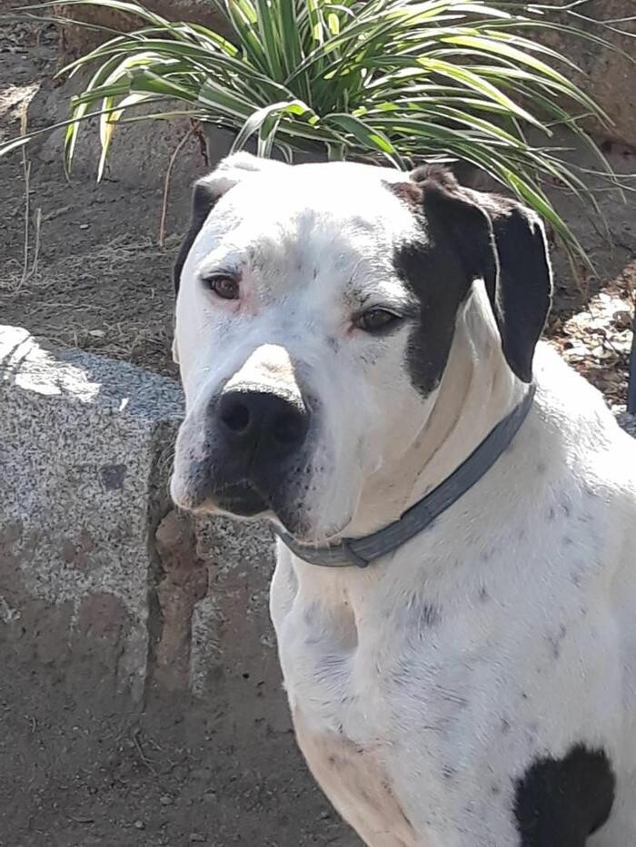 Images Residencia Canina San Bernardo