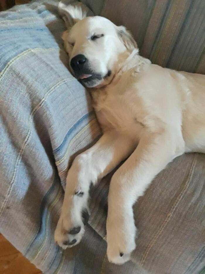 Images Residencia Canina San Bernardo