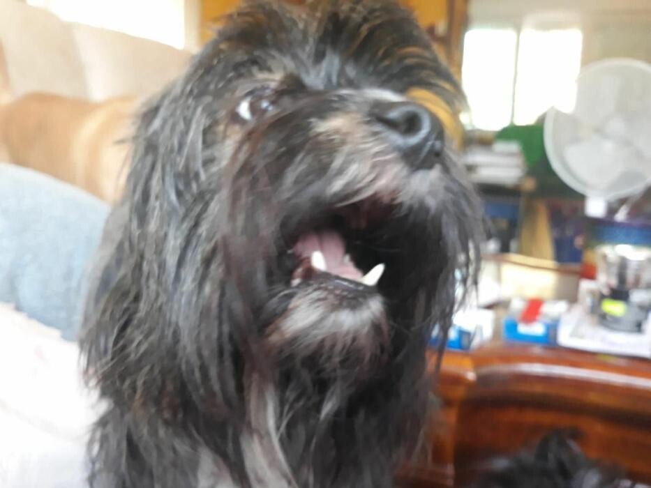 Images Residencia Canina San Bernardo