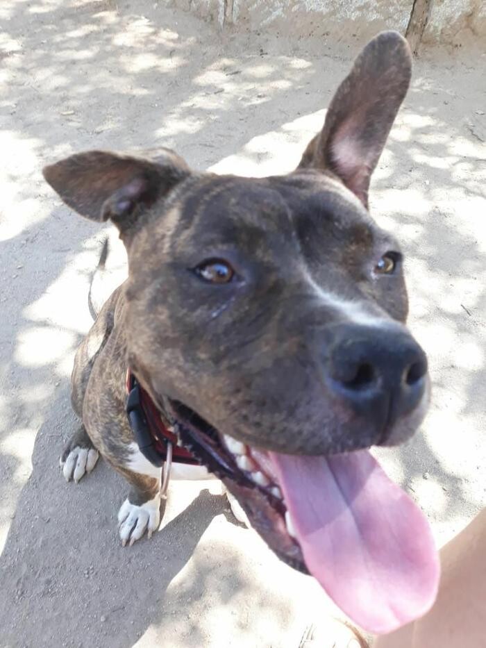 Images Residencia Canina San Bernardo