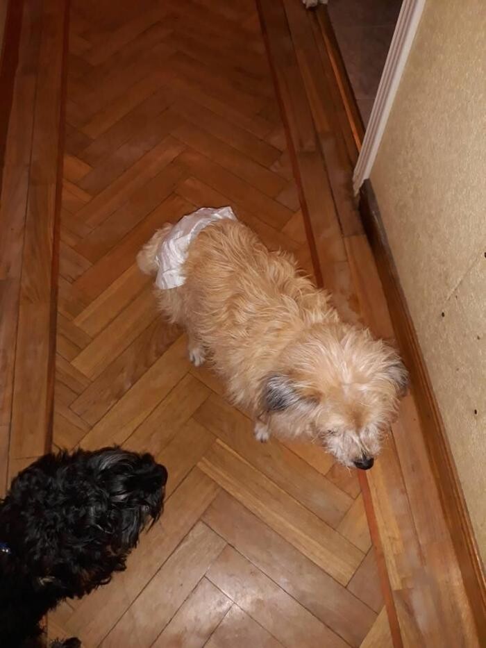 Images Residencia Canina San Bernardo