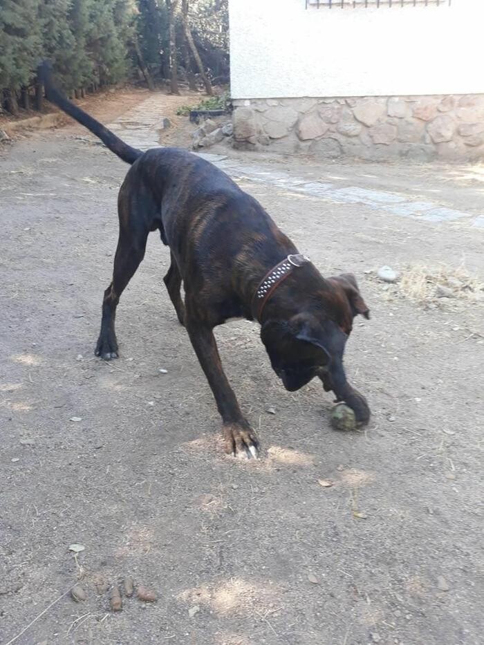 Images Residencia Canina San Bernardo