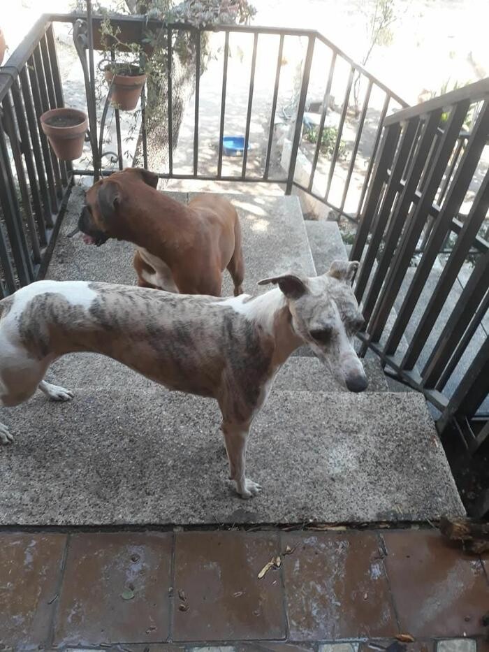Images Residencia Canina San Bernardo