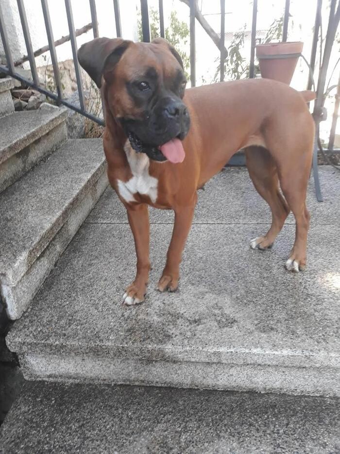 Images Residencia Canina San Bernardo