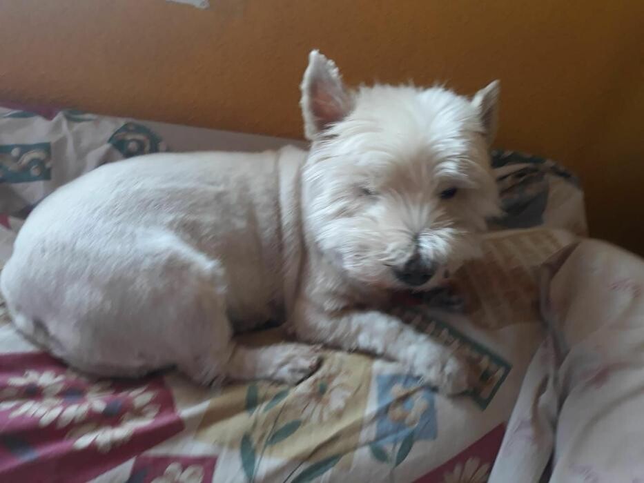 Images Residencia Canina San Bernardo