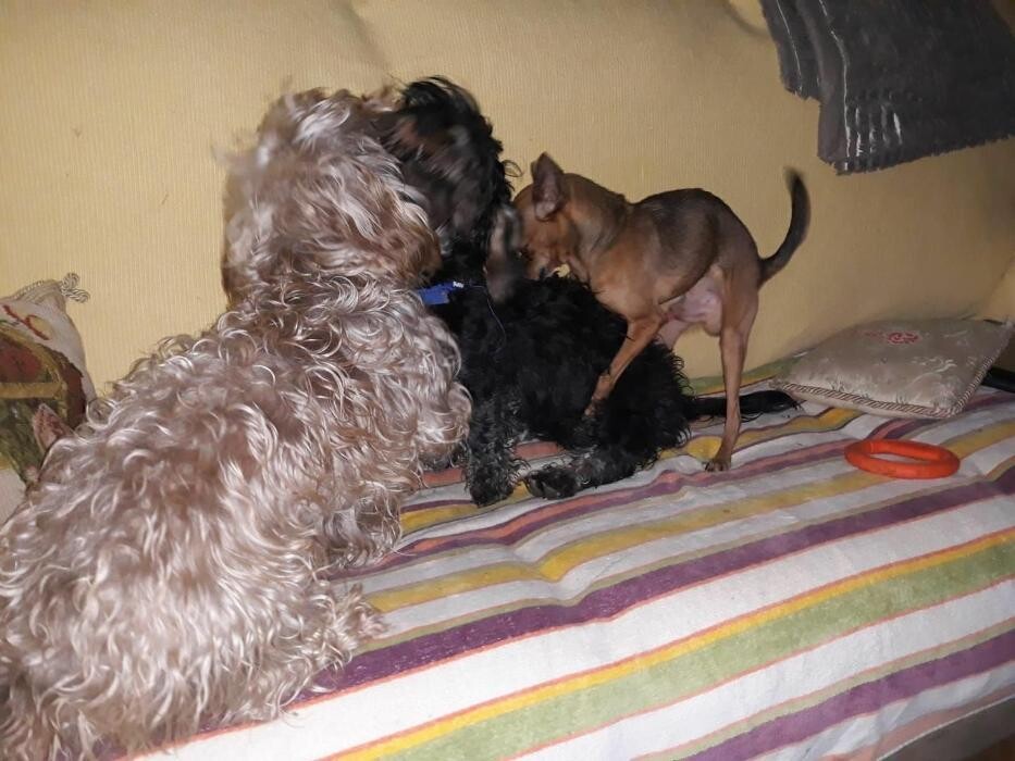 Images Residencia Canina San Bernardo