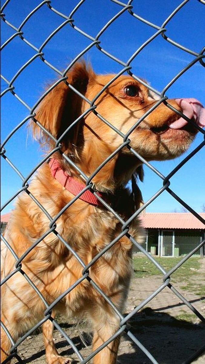Images Residencia Canina San Bernardo