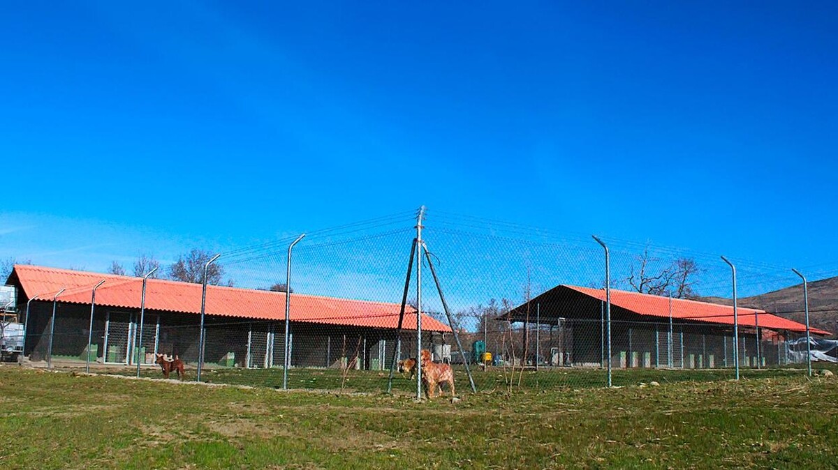 Images Residencia Canina San Bernardo