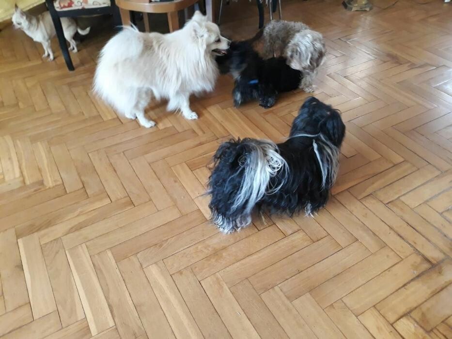 Images Residencia Canina San Bernardo