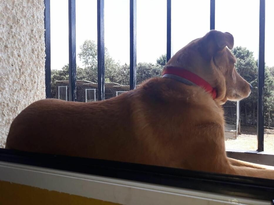 Images Residencia Canina San Bernardo