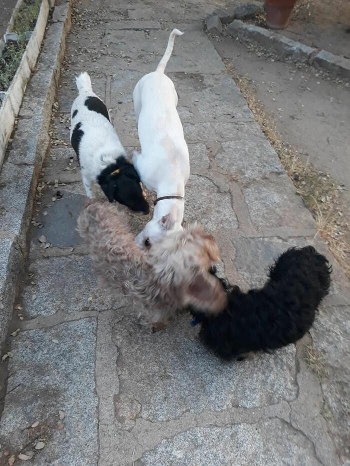 Images Residencia Canina San Bernardo
