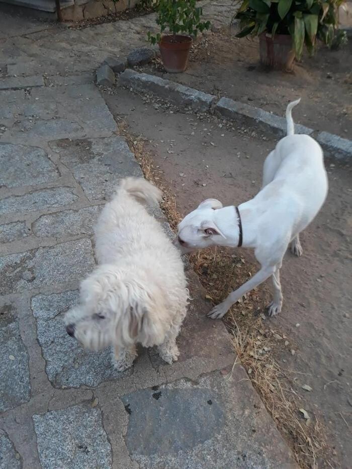 Images Residencia Canina San Bernardo