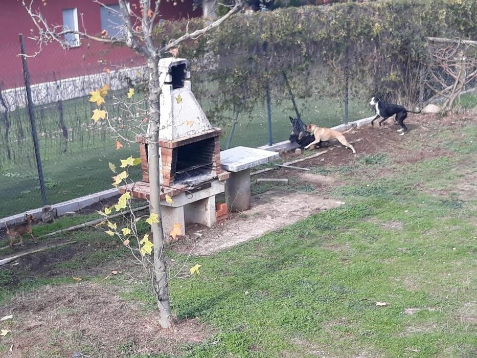 Images Residencia Canina San Bernardo