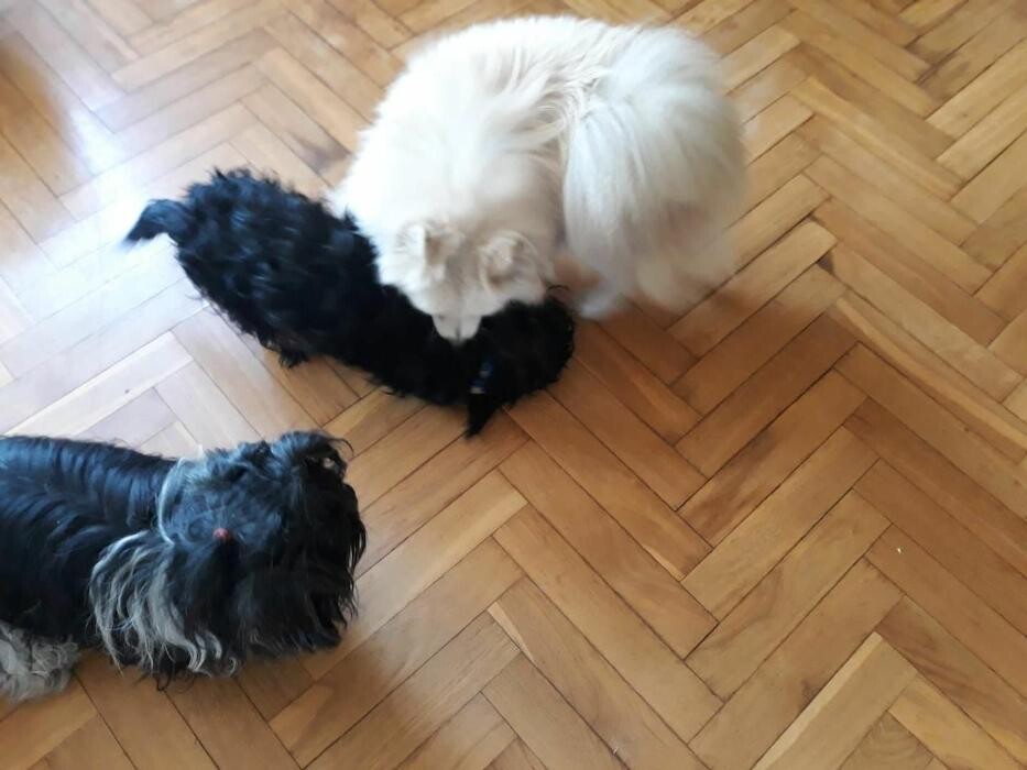 Images Residencia Canina San Bernardo