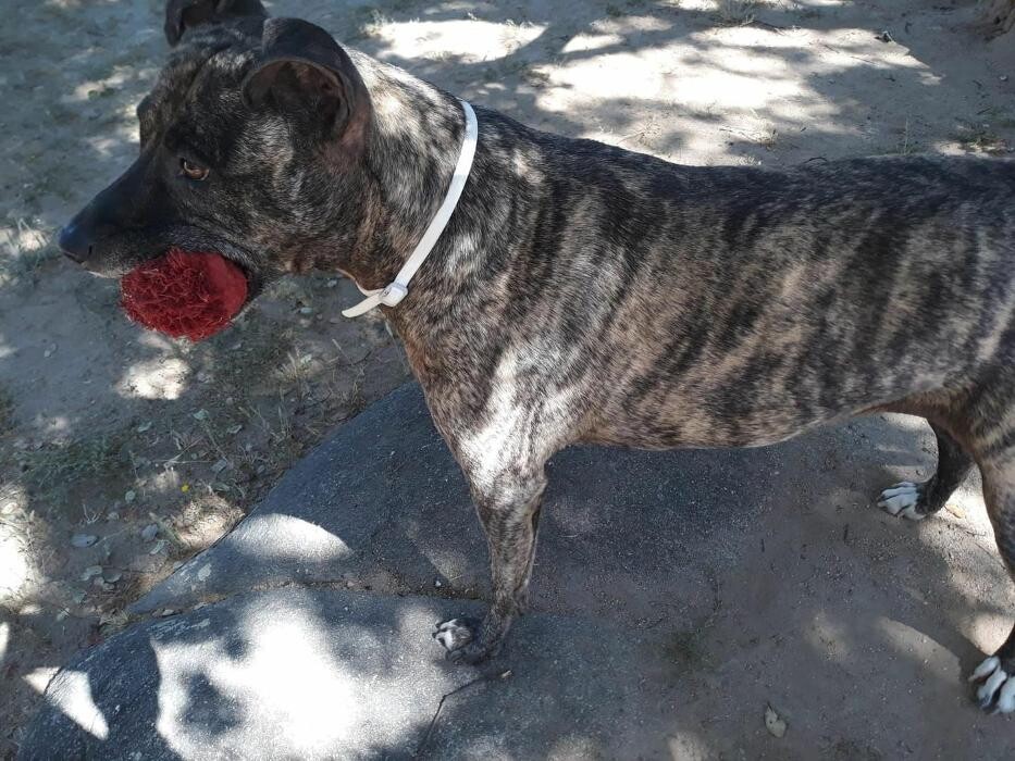 Images Residencia Canina San Bernardo