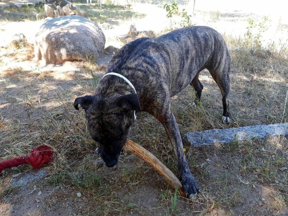 Images Residencia Canina San Bernardo