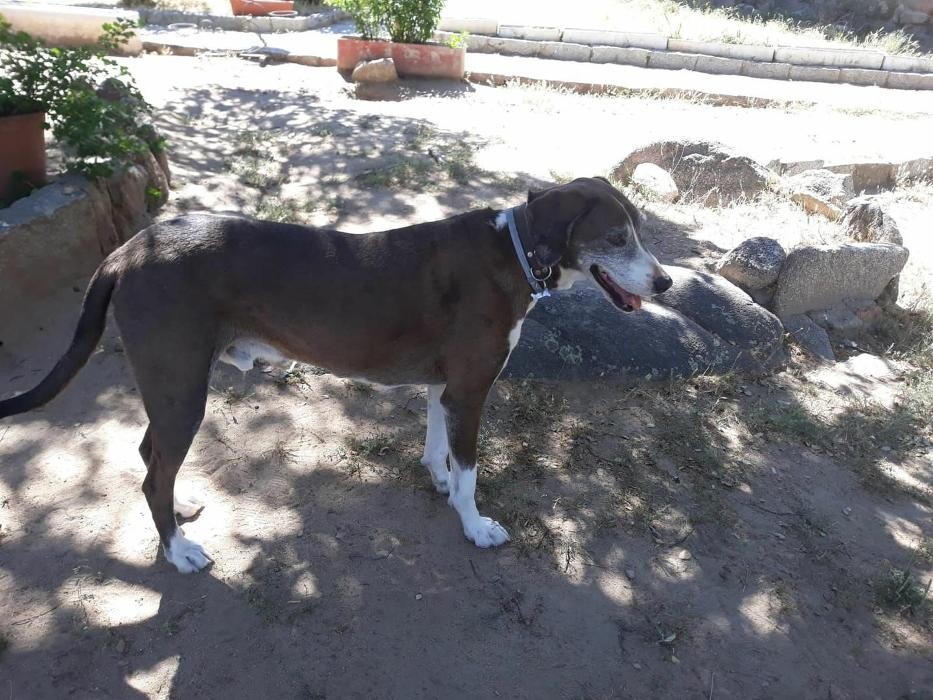 Images Residencia Canina San Bernardo