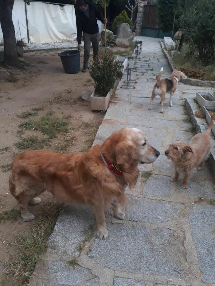 Images Residencia Canina San Bernardo
