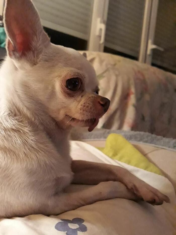 Images Residencia Canina San Bernardo