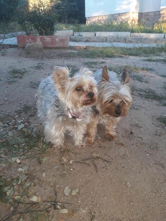 Images Residencia Canina San Bernardo
