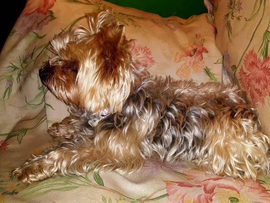 Images Residencia Canina San Bernardo