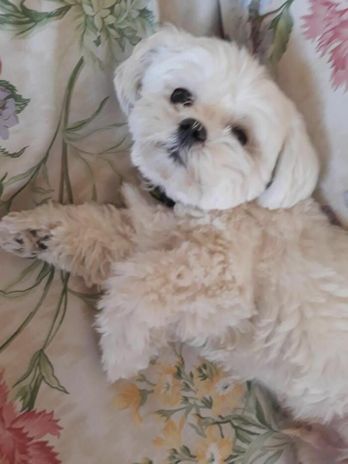 Images Residencia Canina San Bernardo