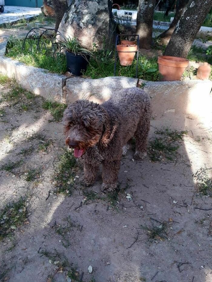 Images Residencia Canina San Bernardo