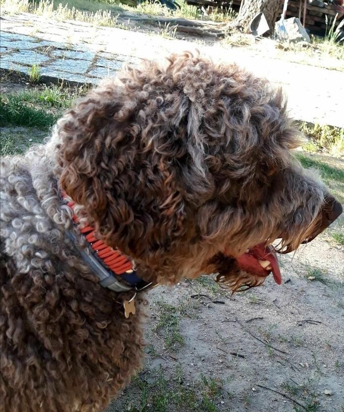 Images Residencia Canina San Bernardo