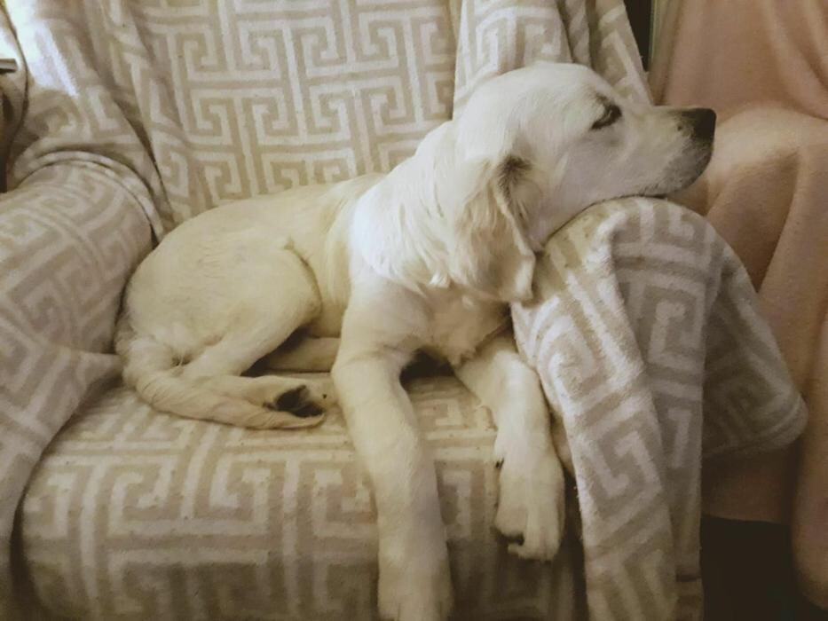 Images Residencia Canina San Bernardo