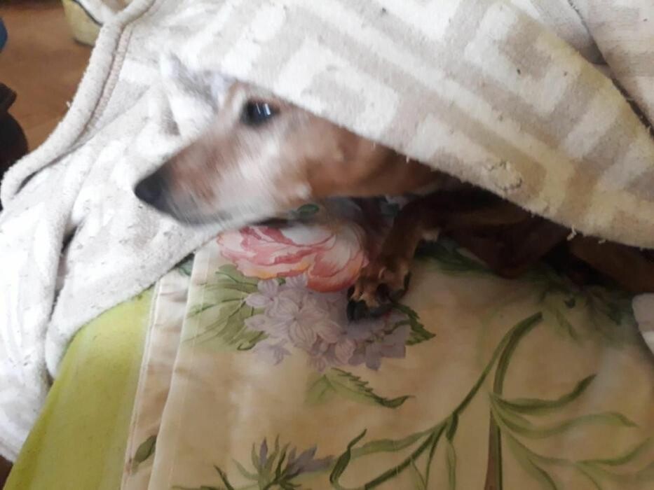 Images Residencia Canina San Bernardo