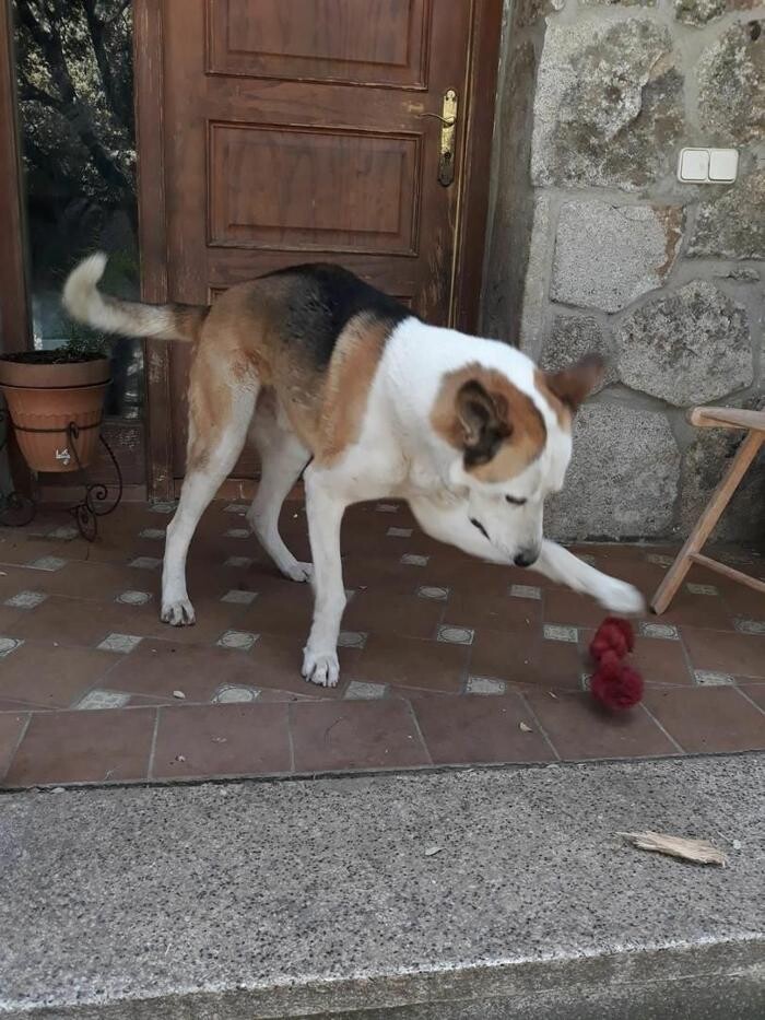 Images Residencia Canina San Bernardo