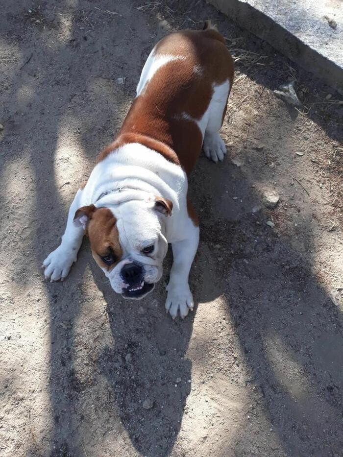 Images Residencia Canina San Bernardo