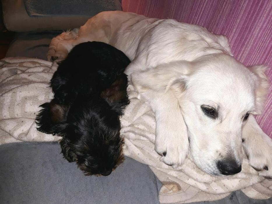 Images Residencia Canina San Bernardo