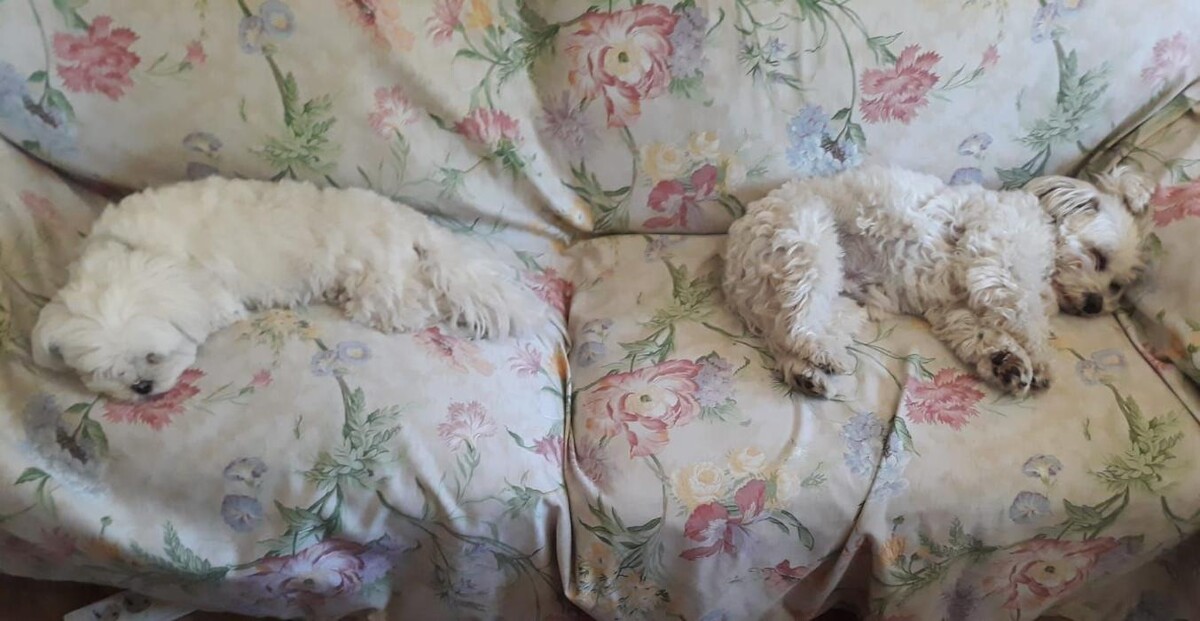 Images Residencia Canina San Bernardo