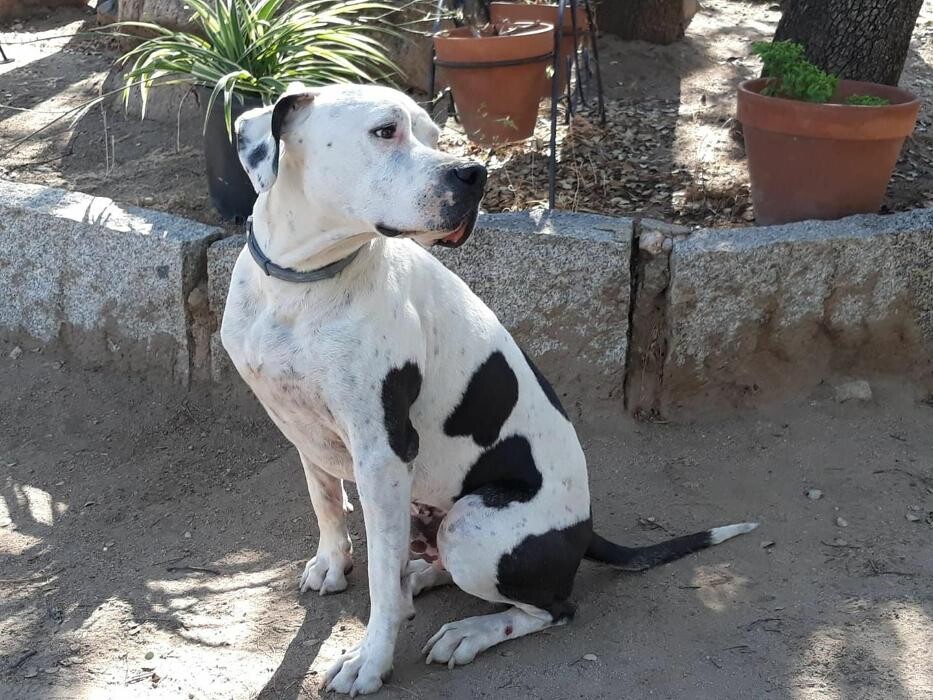 Images Residencia Canina San Bernardo