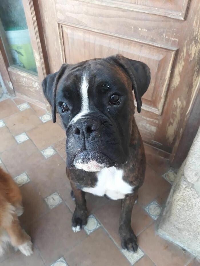 Images Residencia Canina San Bernardo