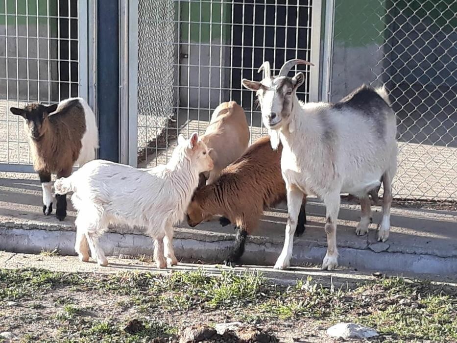 Images Residencia Canina San Bernardo