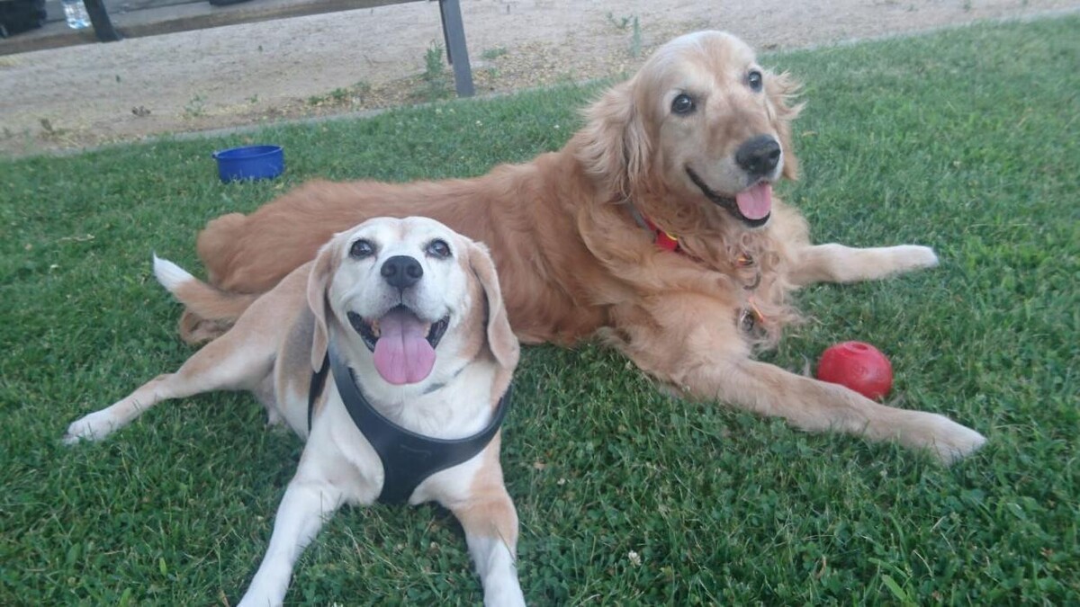 Images Residencia Canina San Bernardo