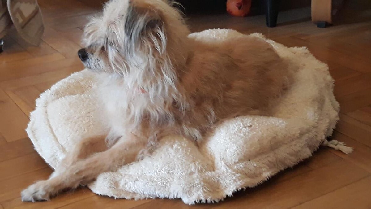 Images Residencia Canina San Bernardo