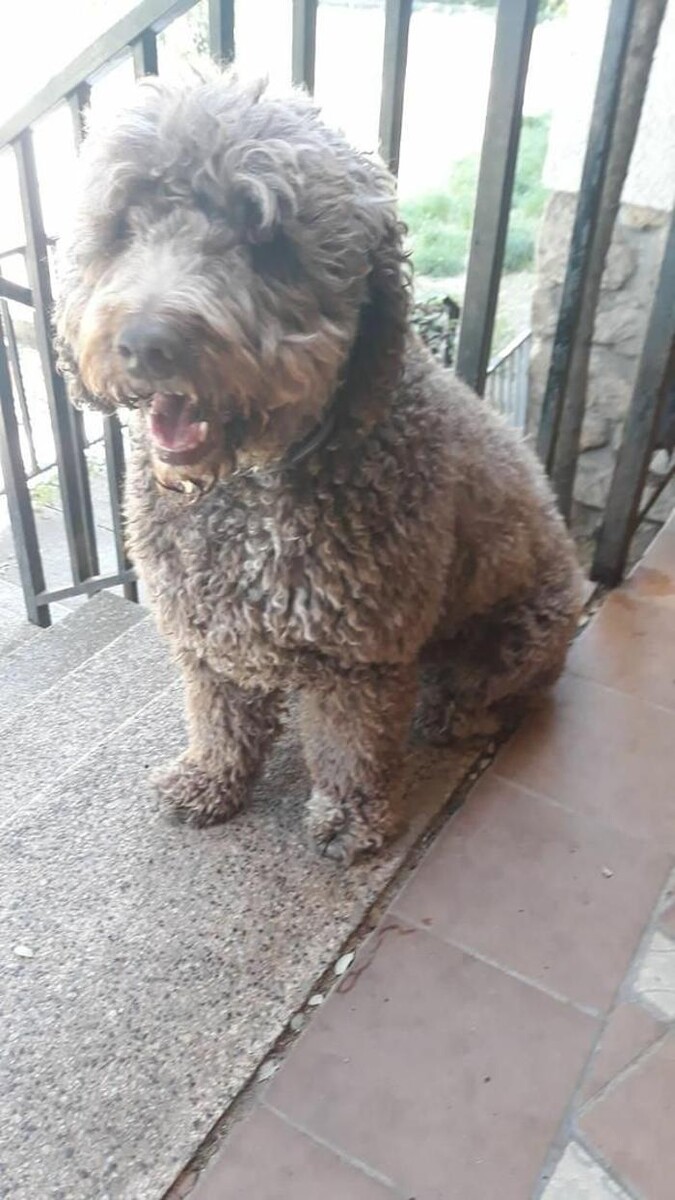 Images Residencia Canina San Bernardo