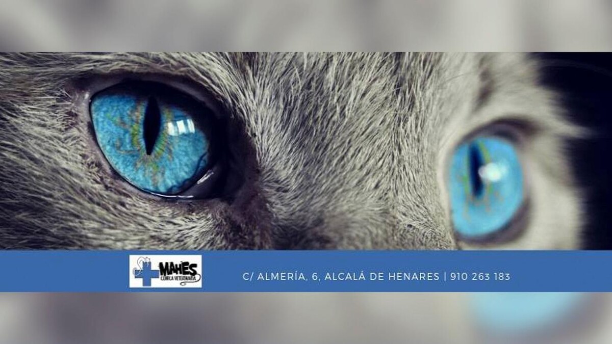 Images Clínica Veterinaria Mahes