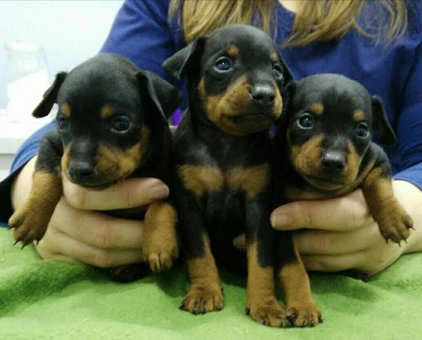 Images Clínica Veterinaria Mahes