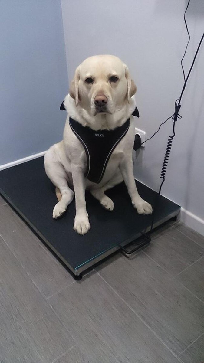 Images Clínica Veterinaria Mahes